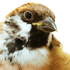 a cute litttle sparrow