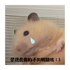 小布是黃金鼠！