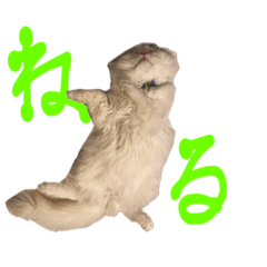 Hotate is 'KAWAII'