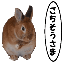 active rabbit cocoa-3
