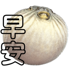 眾望所龜