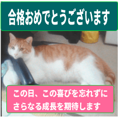 日本猫の銀、 写真バージョン10 合格祈願