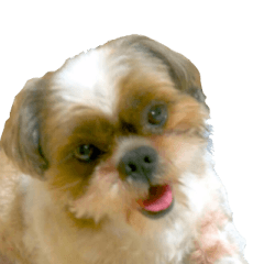 Shih Tzu dog sticker love dogs