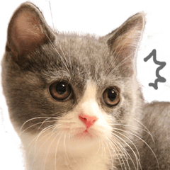 British Shorthair moncha 1 Cure kitten