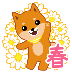 Shiba dog "MUSASHI" 11 spring