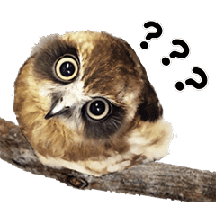 Sweetie Owl S Daily By Ikefukuroucafe Line Stickers Line Store