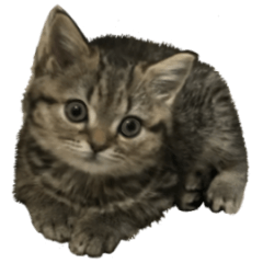 ミヌエットのショコラの子猫写真スタンプ1