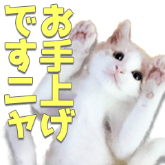 Mitsuba the kitten
