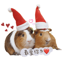 奶油&巧克力 溫馨天天兄弟