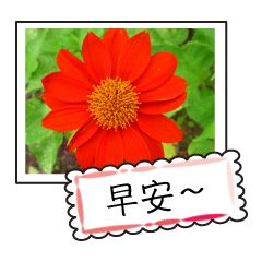 Wildflowers (chinese)