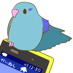 Small birds - Pacific Parrotlet -
