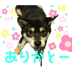 marumaru_20201217235810