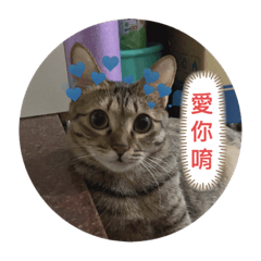 小寶貝嚕仔