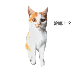 cat哈哈閃電小呆瓜