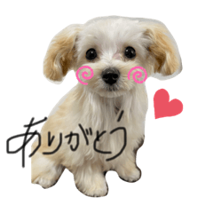 YUKINO_love dog