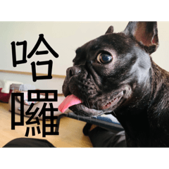 Barry  是隻狗