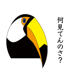 It is Ramphastos toco
