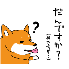Shiba inu Korotaro