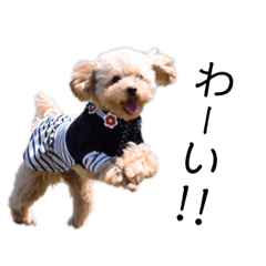 Toy poodle Kurumi sticker No.1