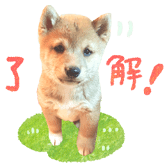 豆柴こつぶくんの基本的スタンプ 子犬ver Line スタンプ Line Store 豆柴こつぶくんの基本的スタンプ 子犬ver Line スタンプ Line Store
