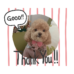 poodle greetings