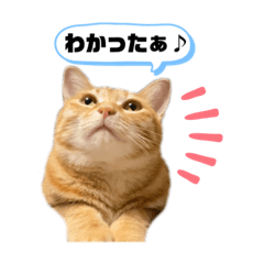 小春＆虎之助　兄弟猫