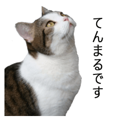 MY CUTE CAT Tenmaru