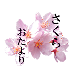 Cherry Blossom letter