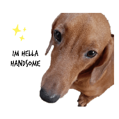 Percy the dachshund: 16 Set Stickers