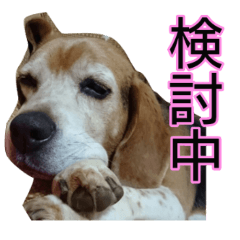 The beagle in Kanagawa.