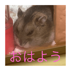 Cocoa_20201219111625