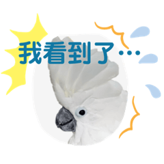 鸚鵡一家-日常語