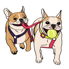 San and Bao the frenchies