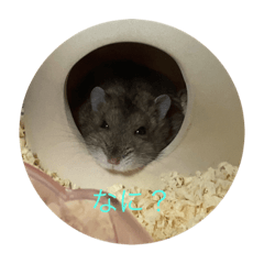 Cocoa_20201219141012