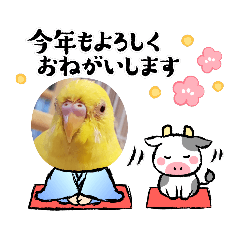 インコのピースケ坊っちゃまのゆく年くる年