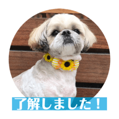 Sayuri_20201219220124