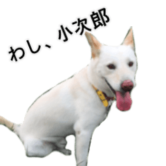 Lovely dog KOJIRO's sticker