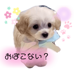 The pet dog speaks an Osaka dialect