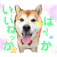 shibainu dog Japanese NIGATAver