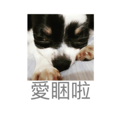 吉娃娃妮
