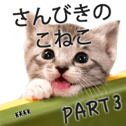 Three Kitten3