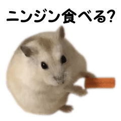 Hamster Akimaru Sticker 1