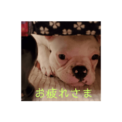 フレパグのアロくん