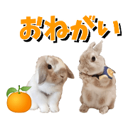 usachan_20201220155501