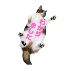 Nanami_20201220162308