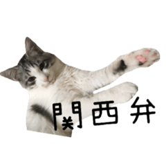 cat of cure kansai dialect