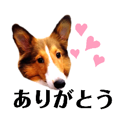 シェルティ犬はeverydayフワフワ Lineクリエイターズスタンプ Stamplist