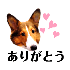 シェルティ犬はeverydayフワフワ Lineクリエイターズスタンプ Stamplist シェルティ犬はeverydayフワフワ Lineクリエイターズスタンプ Stamplist