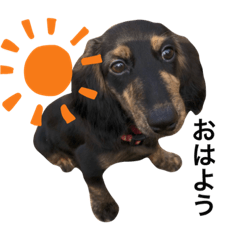 Lovely dog, MAX's stickers