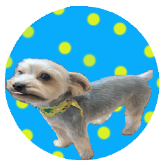 Sticker of a Yorkshire terrier8